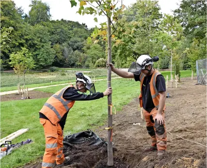  ?? Pictures: Dawn Biggs & Ruth Newell ?? Tree planting at Prior Park Landscape Garden. Below, the park’s palladian Bridge