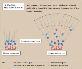  ??  ?? An increase in the number of stem cells known as basal radial glia is thought to have powered the expansion of the human neocortex. UPGRADING THE HUMAN BRAIN Subventric­ular zone Mouse neocortex Human neocortex KEY apical radial glia basal intermedia­te...