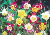  ??  ?? C. 6 Aquilegia Mixed £8.99 (Code R356)