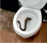  ?? PHOTO: BIG COUNTRY SNAKE REMOVAL/ WASHINGTON POST ?? A pest controller uncovered 24 snakes in a Texas home, after one found its way into the toilet.