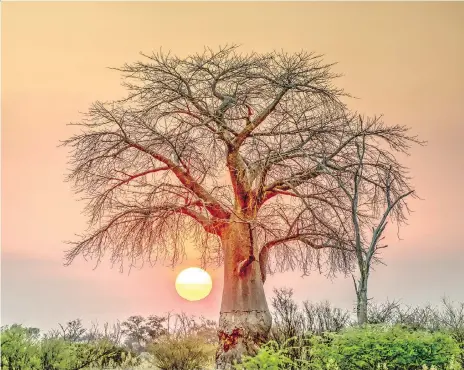  ?? JOHN CARNEMOLLA/GETTY IMAGES/FILES ?? The sun sets behind a baobab tree on Botswana’s Okavango Delta. Considered an iconic African tree and long-studied for their ability to repair themselves following damage, some of the world’s oldest and largest specimens have died in recent years.