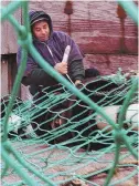  ?? HERALD FILE PHOTO ?? INDUSTRY IN PERIL: A fisherman repairs nets on a Gloucester pier.