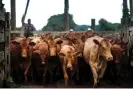  ?? Photograph: Bloomberg/Getty Images ?? Cattle ranching produces methane, and fertilizer runoff from the cultivatio­n of the plants that cows eat causes water pollution.