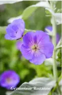  ??  ?? Geranium ‘Rozanne’