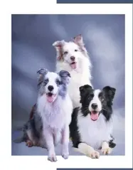  ??  ?? The sheepdog in the movie Babe is a border collie.