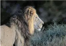  ?? Picture: CHARMAINE JOUBERT ?? LONG REIGN: A 17-year-old lion known as Roy has been euthanised at the Mountain Zebra National Park outside Cradock to make way for two new males