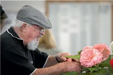  ?? ANDY JACKSON/STUFF ?? John Cuthbert of O¯ kato fusses over one of his begonias.