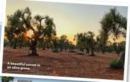  ??  ?? A beautiful sunset in an olive grove.