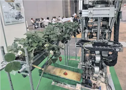  ?? GETTY IMAGES ?? Este robot puede reconocer fresas sin ayuda humana.