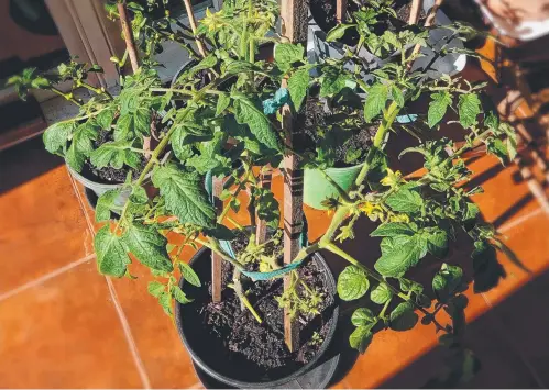  ??  ?? Climbing vegetables such as tomato need stakes in tripods or climbing frames for support but can thrive in pots. Picture: BRUCE HUTCHINSON