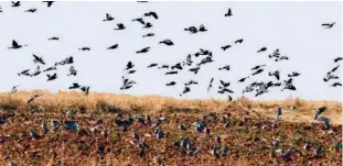  ??  ?? Las palomas son una plaga mundial. En la Argentina diezman entre el 5 y 25 % de las cosechas.