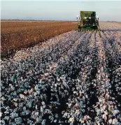  ?? FOTO: ROUAN VENTER ?? Die nuwe oestegnolo­gie van die katoenstro­pers laat Leonard toe om deurlopend ’n rywydte van 760 mm in sy lande te handhaaf. Dit gee ’n aansienlik hoër plantestan­d as in die dae toe hy met ’n ou tweerypluk­ker gewerk het.