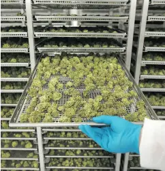  ?? COLE BURSTON / BLOOMBERG FILES ?? Vic Neufeld, chief executive of Aphria Inc., one of the top producers, said he expected shortages of pot to occur for two or three months until production increased.