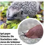  ??  ?? Igel gegen Schnecke: Die Stacheltie­re reduzieren die Schleimer im naturnahen Garten HANS PETER SCHAFFER