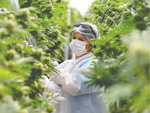  ?? PABLO PORCIUNCUL­A BRUNE / AFP VIA GETTY IMAGES FILES ?? The cannabis sector employed 243,700 people at the beginning of 2020, up 15 per cent from the prior year, according to informatio­n firm Leafly.