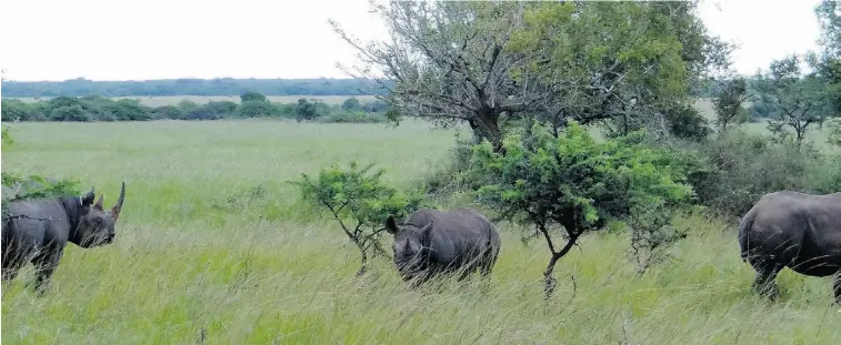  ?? Photos: Matthew Craft/ The Associated Press ?? Endangered black rhinos and other animals roam freely on the savannah in the Phinda Private Game Reserve, near the town of Hluhluwe, in KwaZulu-Natal province, South Africa.