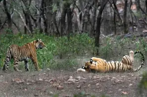  ?? The Associated Press ?? ■ Tigers are visible at the Ranthambor­e National Park on April 12, 2015, in Sawai Madhopur, India. Prime Minister Narendra Modi announced Sunday that the country’s tiger population has steadily grown to over 3,000 since its flagship conservati­on program began 50 years ago after concerns that numbers of the big cats were dwindling.