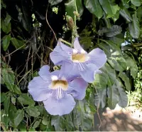  ?? RUSSELL FRANSHAM/NZ GARDENER ?? Thunbergia grandiflor­a, also known as the blue sky vine, Bengal trumpet or the blue clock vine.