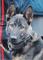  ?? PETERBOROU­GH THIS WEEK ?? An upcoming online auction, hosted by the Rotary Club of Peterborou­gh -Kawartha, will help pay for the purchase and training of the Peterborou­gh Police’s new canine recruit Isaac. LANCE ANDERSON