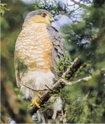  ?? CHRISTINE FITZGERALD PHOTO ?? An adult Cooper’s Hawk sits patiently waiting for a food-snatching opportunit­y at the Arboretum.