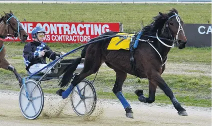  ?? PHOTO: JONNY TURNER ?? Taking them on . . . The Phil Williamson­trained trotters Alderbeck (above) and Monty Python could soon be taking on Australia’s best in the looming Interdomin­ion series in Victoria.