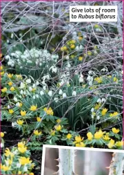  ??  ?? Give lots of room to Rubus biflorus