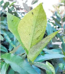  ?? Supplied Photos / ?? It’s time to guard against citrus insect infestatio­n.