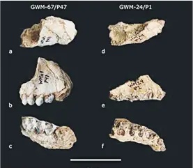  ??  ?? Maxilar de Kuseracolo­bus aramisi encontrado en Gona, remitido por el Centro Nacional de Investigac­ión sobre la Evolución Humana.