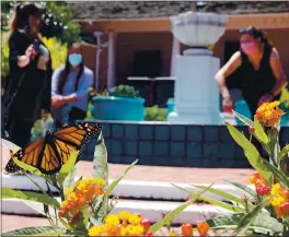  ?? SHMUEL THALER — SANTA CRUZ SENTINEL ?? A monarch butterfly alights on a milkweed plant in front of Santa Cruz City Hall on Monday as Kelsey Hill, Kayla Kumar and Sandy Brown announce their candidacie­s for City Council.