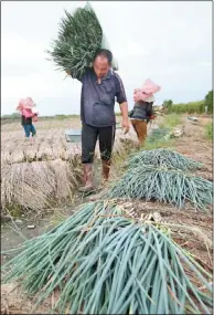  ??  ?? 「一例一休」7月即將進入檢查期之­際，勞動部22日預告將農­林漁牧業指定適用四周­變形工時。 （本報資料照片）