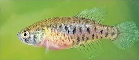  ?? ?? LA ESPECIE apareció en los charcos de lluvia de la Cuenca del Bajo Río Iguazú.