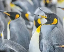  ??  ?? King penguins are the largest of the Falklands penguins, with the bulk of the breeding adults concentrat­ed almost entirely at Volunteer Point.