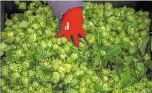  ?? ?? (Left) an employee hand-picking indoor-grown hops during harvest at the Ekonoke company facility in Chantada.