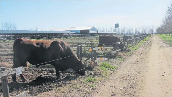  ??  ?? Centro genético. En la selección de machos que se hace la empresa cada año, solo unas pocas cabezas terminan como toros cabeñeros.