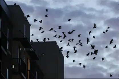  ?? PHOTOS BY DAI SUGANO — STAFF PHOTOGRAPH­ER ?? A murder of crows flies around a residentia­l building in downtown Sunnyvale on Thursday.