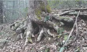  ??  ?? The octopus-like roots of a tree cling to a bank along the trail, showing the effects of erosion and animal activity around them.