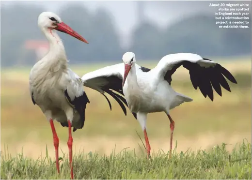  ??  ?? About 20 migrant white storks are spotted in England each year but a reintroduc­tion project is needed to re-establish them.