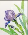  ??  ?? “Purple Iris” by Robert J. Hauschild