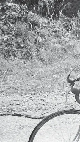  ?? / Archivo El Espectador ?? Cochise ganó 39 etapas y cuatro títulos de Vuelta Colombia, la primera con 33 minutos de ventaja sobre el segundo.