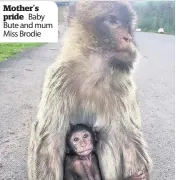  ??  ?? Mother’s pride Baby Bute and mum Miss Brodie