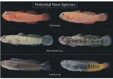  ?? Jordan M Casey ?? Some of these tiny fish live for only 30 days but their short lifespans make them a good study for adaptation­s