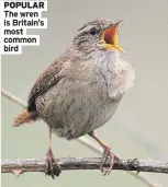  ?? ?? The wren is Britain’s most common bird