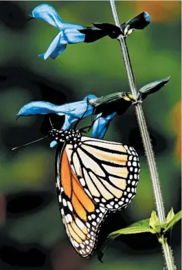  ?? NORMAN WINTER ?? Monarchs are among several species of butterflie­s that will feast on Rockin’ Blue Suede Shoes salvia.