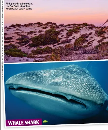  ??  ?? Pink paradise: Sunset at the Sal Salis Ningaloo Reef beach safari camp WHALE SHARK