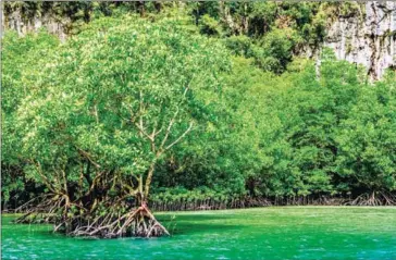  ?? AFP ?? Mangrove forests are a natural solution for both mitigating climate change, due to their ability to sequester carbon, and adapting to its impacts on the coast, providing flood mitigation benefits worth billions at a global scale.