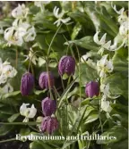  ??  ?? Erythroniu­ms and fritillari­es