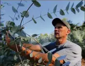  ??  ?? En septembre, les voleurs ont coupé la chaîne du portail pour entrer dans la plantation de Max Covili.