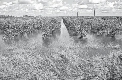  ?? DOROTHY EDWARDS, NAPLES (FLA.) DAILY NEWS ?? Flooded orange fields are seen outside of Immokalee, Fla. Growers are calculatin­g their losses after Hurricane Irma.