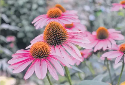  ?? PHOTOS BY NIKI JABBOUR ?? Coneflower­s are native to North America and are low care perennials that offer months of beautiful flowers.