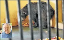  ?? Picture: RANDELL ROSKRUGE ?? MUNCH TIME: A brown bear, one of two at the East London zoo, gets its first meal of the day. Bear expert Lionel de Lange yesterday visited the zoo to take a look at conditions and to offer advice